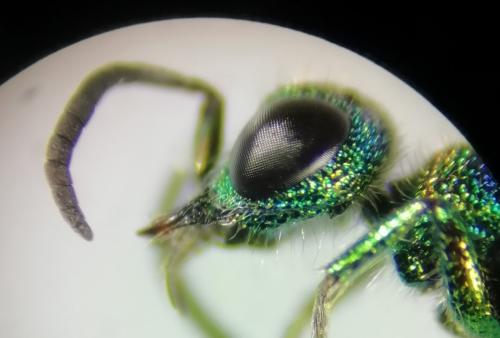 Chrysis bicolor